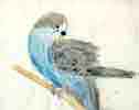 Birdo 