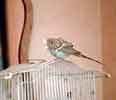 Birdo in a Nebraska B&B