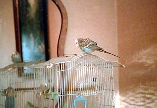 Birdo in a Nebraska B&B