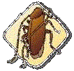 The Cockroach Capers