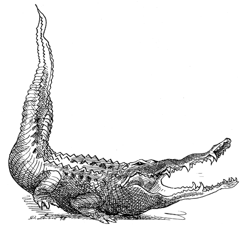 David Levine's Croc